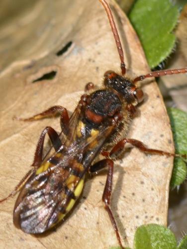 Réf. 216 480 : Nomada signata
